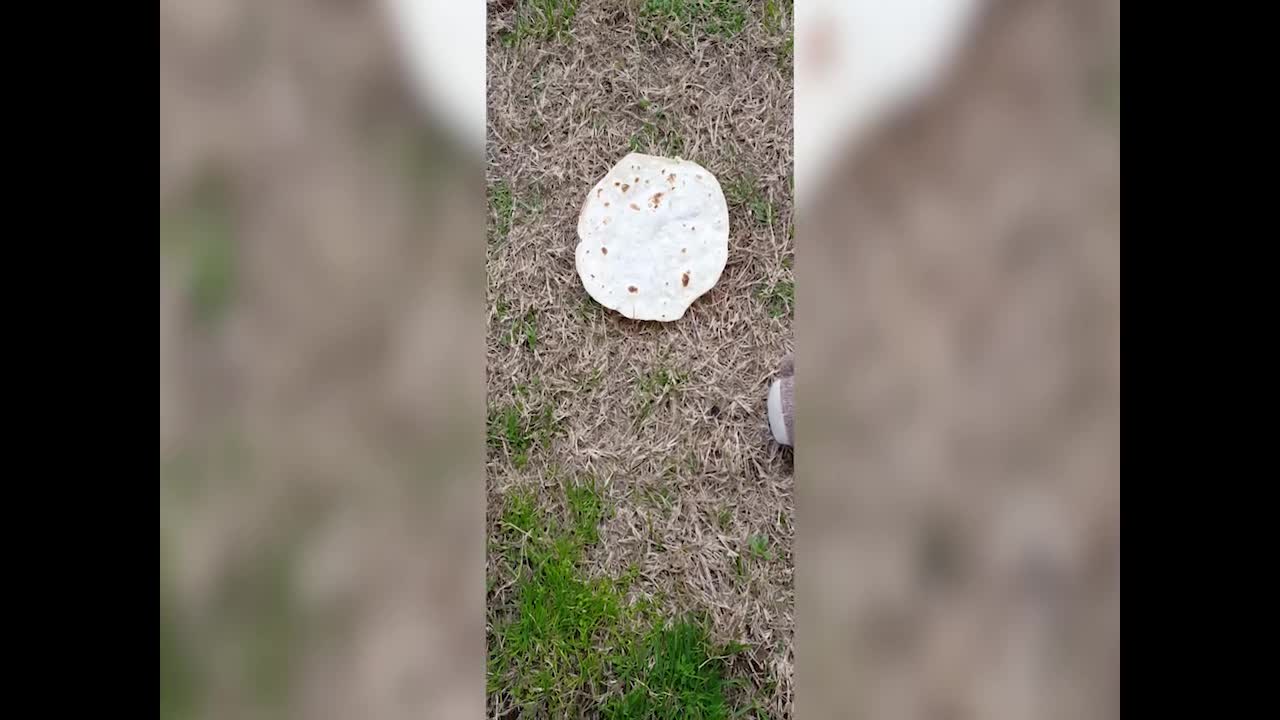 Dog is in Love with Tortilla