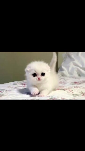 Marshmallow Munchkin Kittens So Cute It Hurts! 2