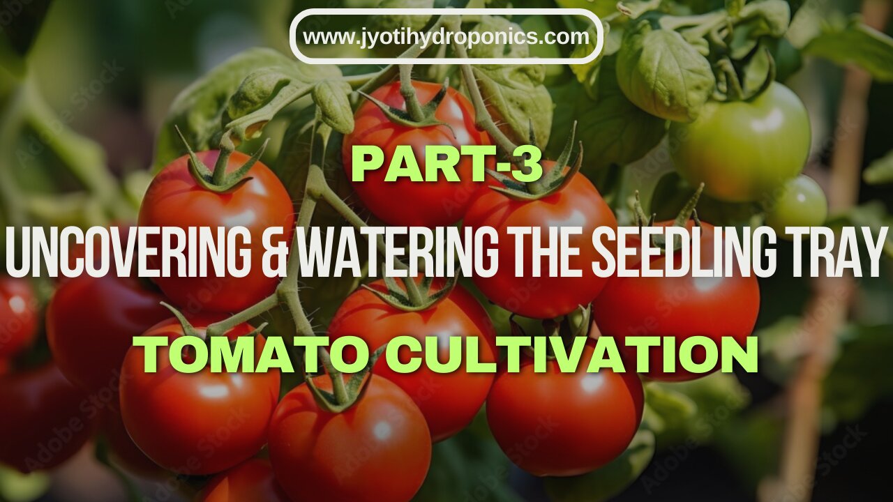 Hydroponic Tomato farms | Part3 Uncovering & watering the Seedling Tray for Tomato Cultivation