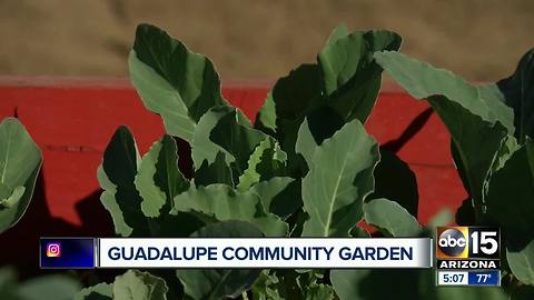 Community garden opens in Guadalupe