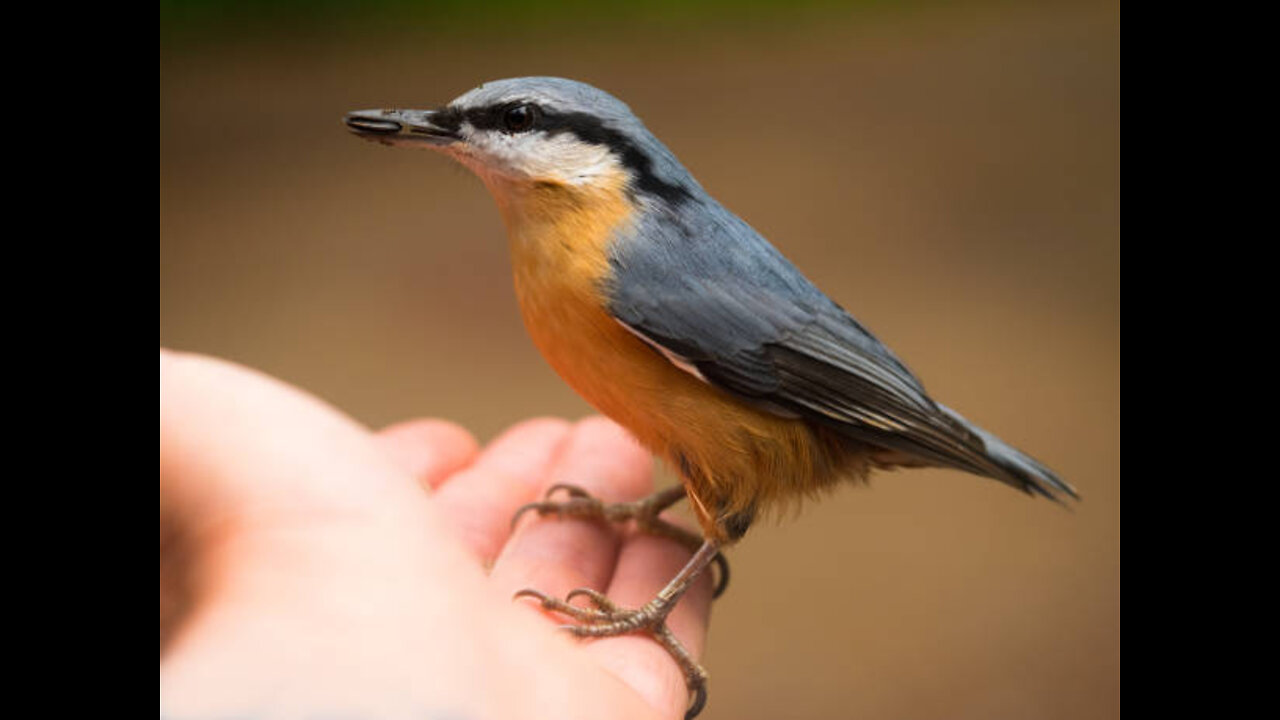 The little bird perched on the- iy finger of the princess