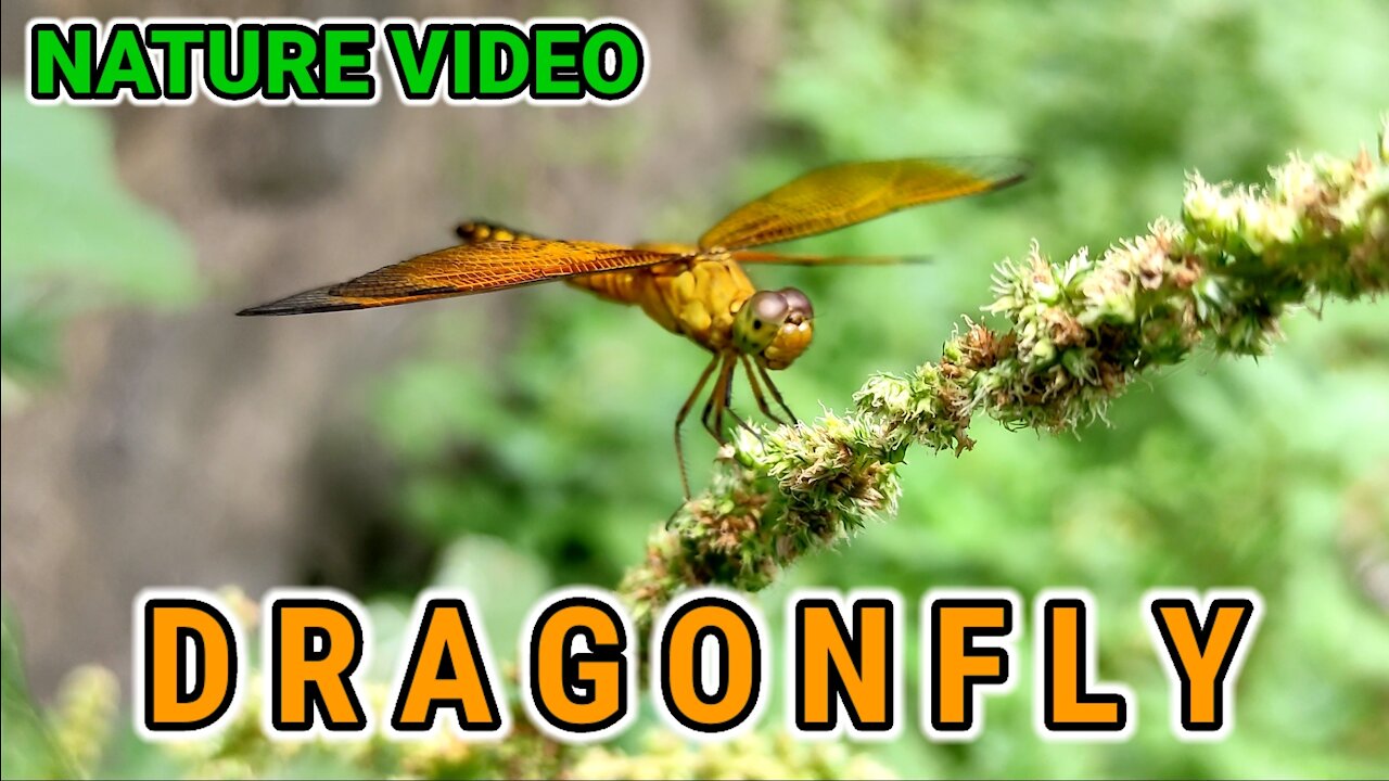 AMAZING NATURE VIDEO || DRAGONFLY