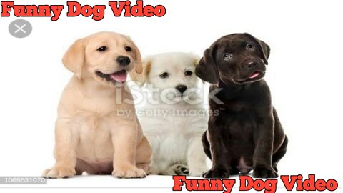 Dog video.Funny dog.Cute and lovely dog training video.Baby dog video.