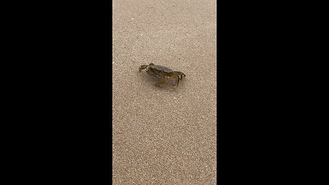 Crab