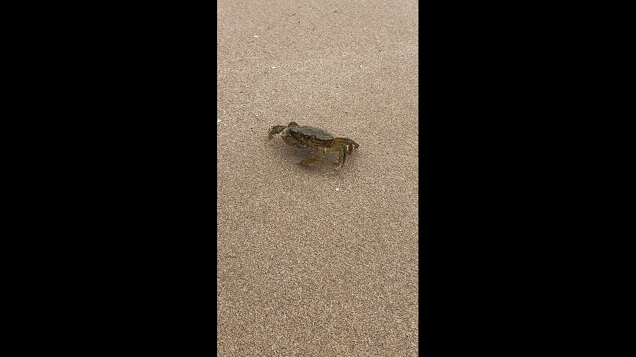 Crab