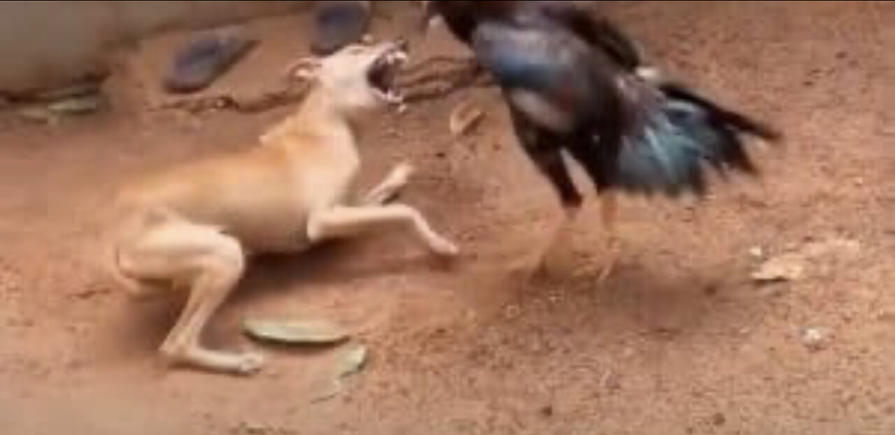 Dog vs chicken (very funny)😂