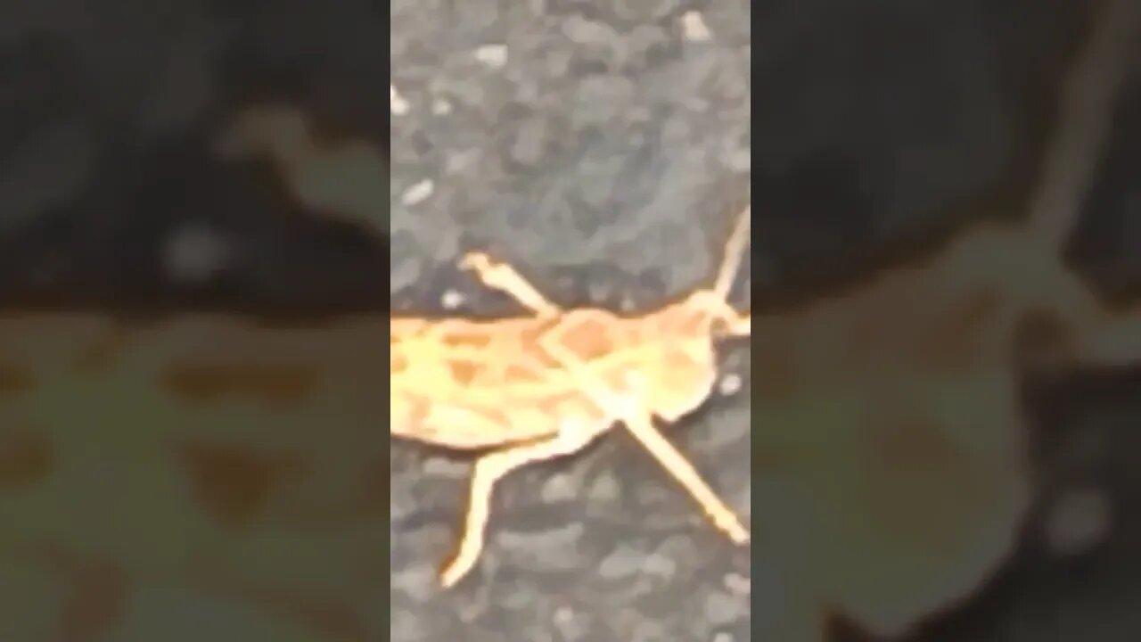 Grasshopper at my feet