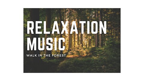 Relaxation Music - Walk in the Forest