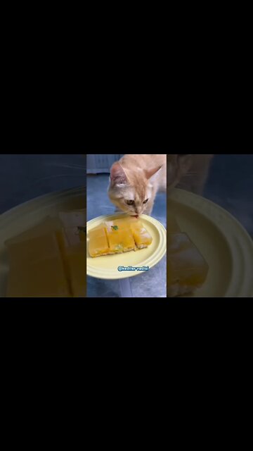 The cat 🐈 don had enough 😹😹😹 #subscribe #shorts #viral #youtubeshorts #reels #music