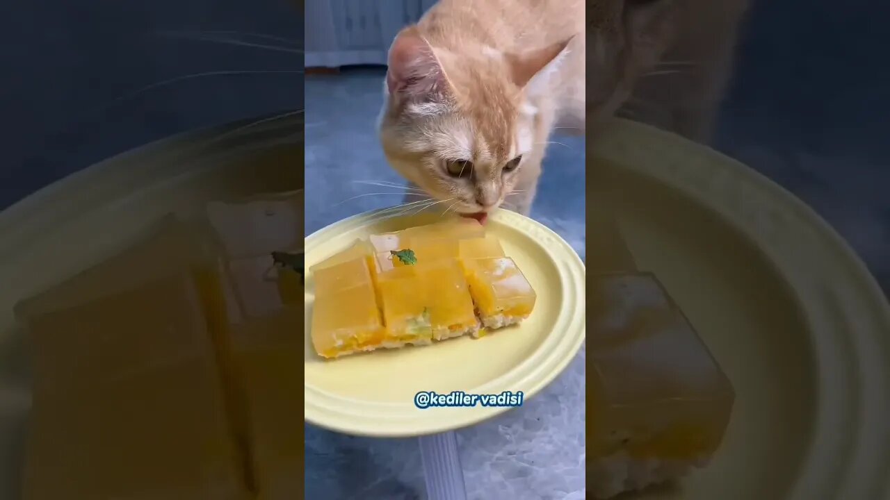 The cat 🐈 don had enough 😹😹😹 #subscribe #shorts #viral #youtubeshorts #reels #music