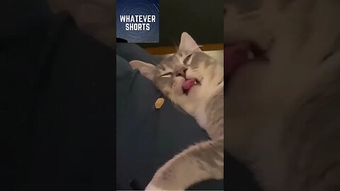 Sleepy cat gets bamboozled #shorts #pet #cat #funny