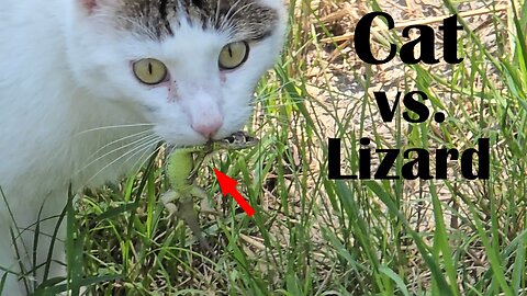 Cat vs. lizard / A cat chases a lizard / Hunting in nature.