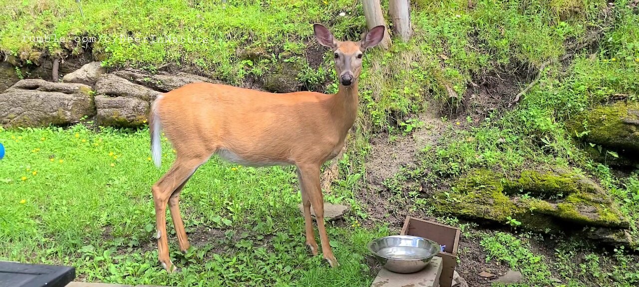 Deer stops by for a drink