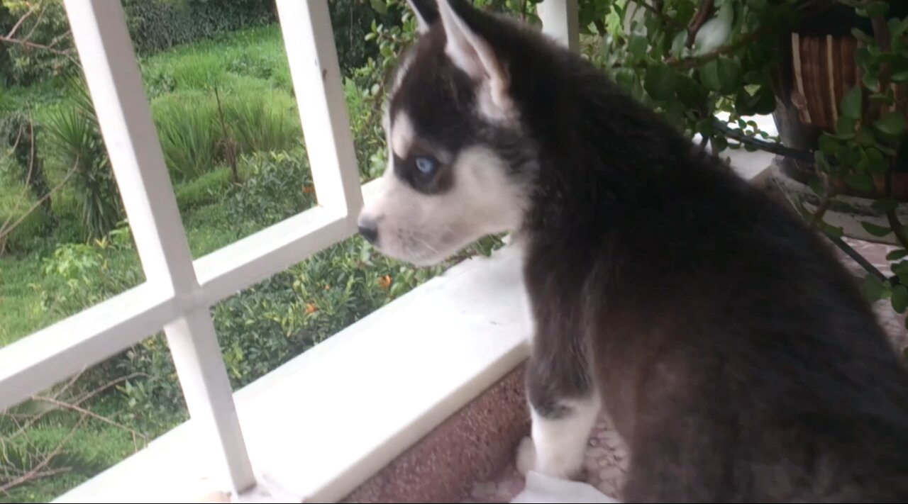 Puppy Husky eats my Plants!