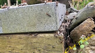 Nuptial Flight of the Black Carpenter Ant