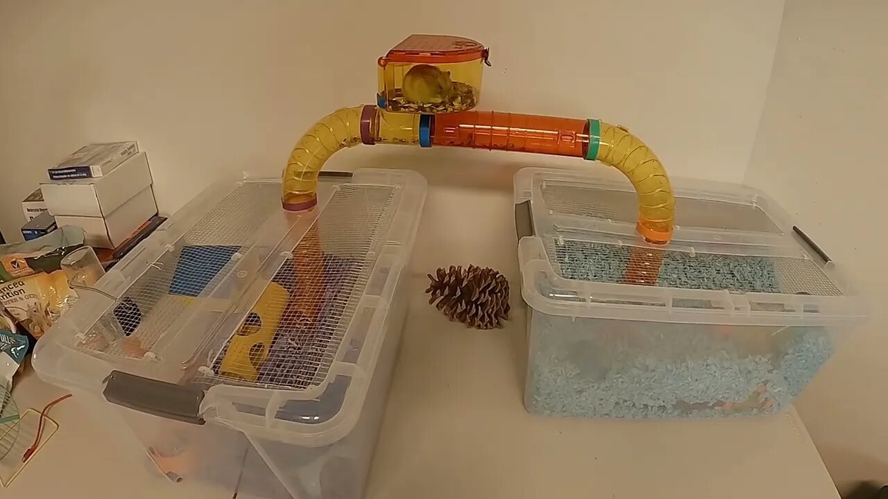 Hammy Cam - Hammy's Setup!