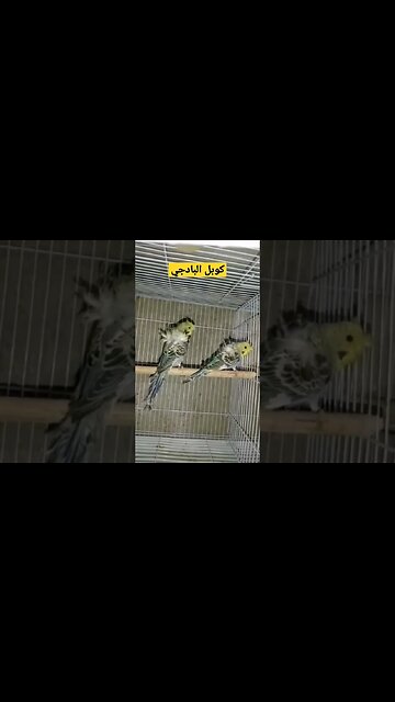 كوبل البادجي هوكو رينبو كيوت روعة مرحبا