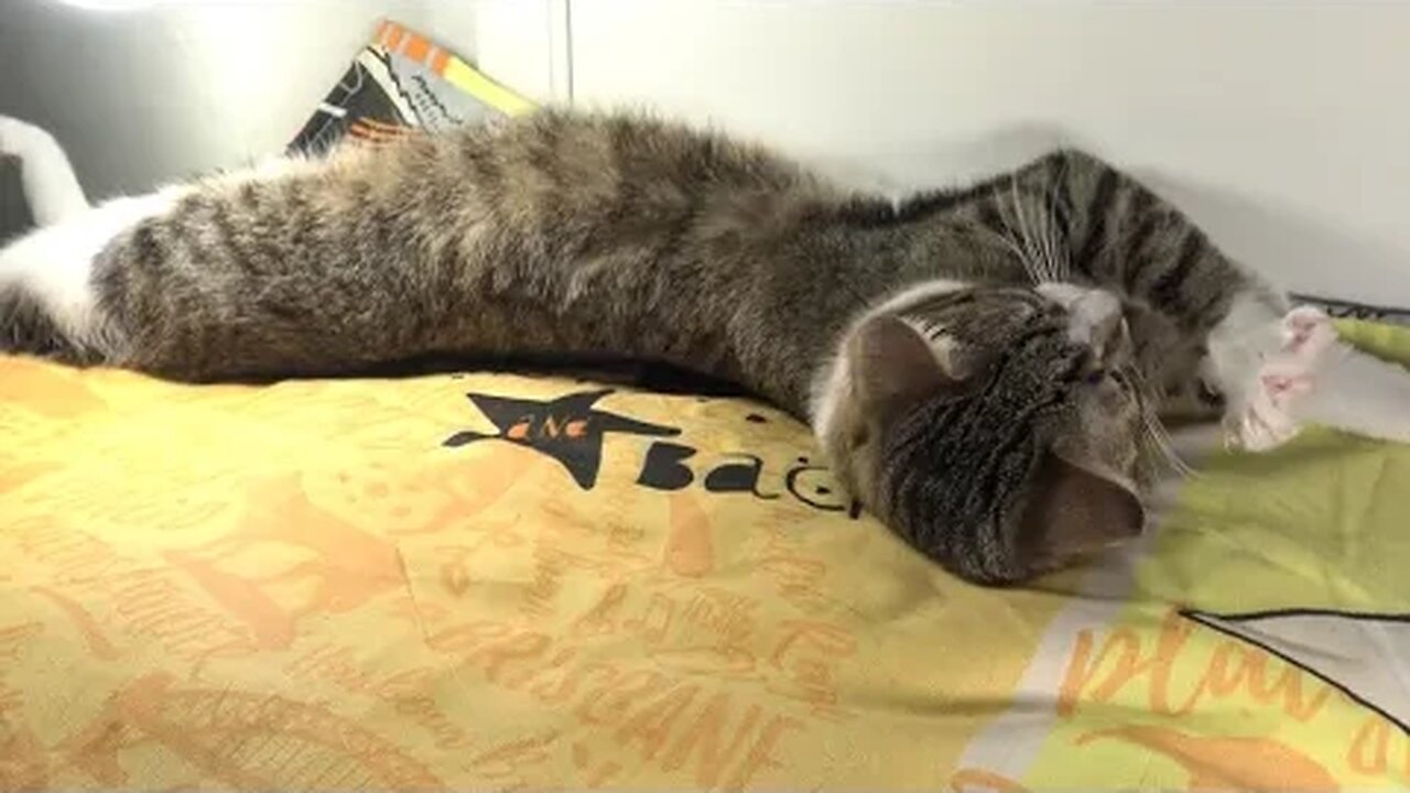 Sweet Cat Is Fast Asleep