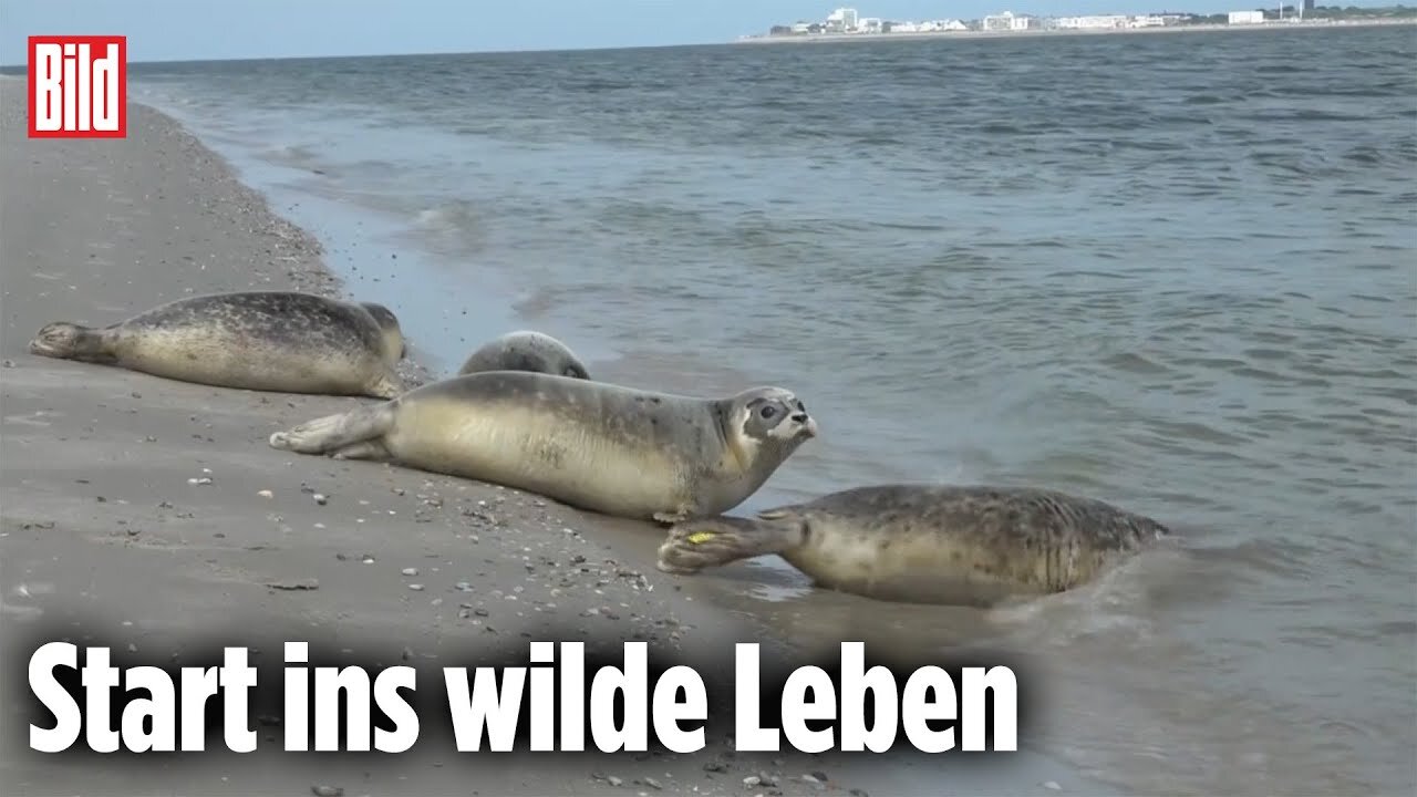 NORDSEE: Seehunde erfolgreich ausgewildert