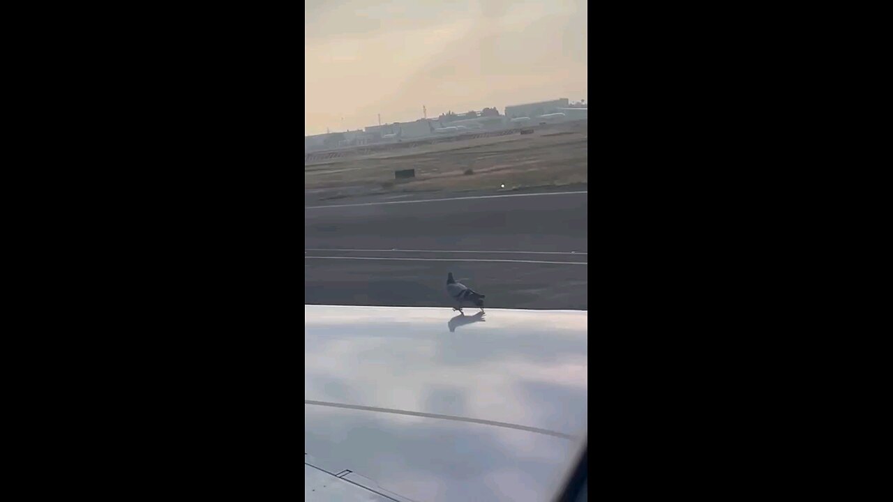 Pigeon surpised by planes high speed