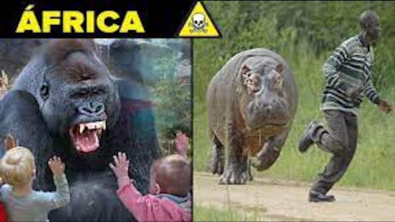 the 10 most dangerous animals in Africa | save if anyone can