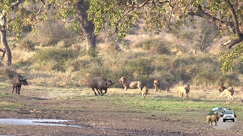 Six Male Lions Attack Buffalo Just Because They Can