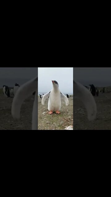 Penguins real sound ! #Shorts #ytshorts #UbertainmentFun #Dogs #Animals #Fun #Penguins