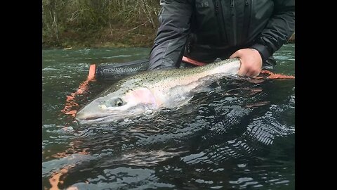 Winter Steelhead Fishing With Big Fish, Big Jumps, & Beautiful Scenery