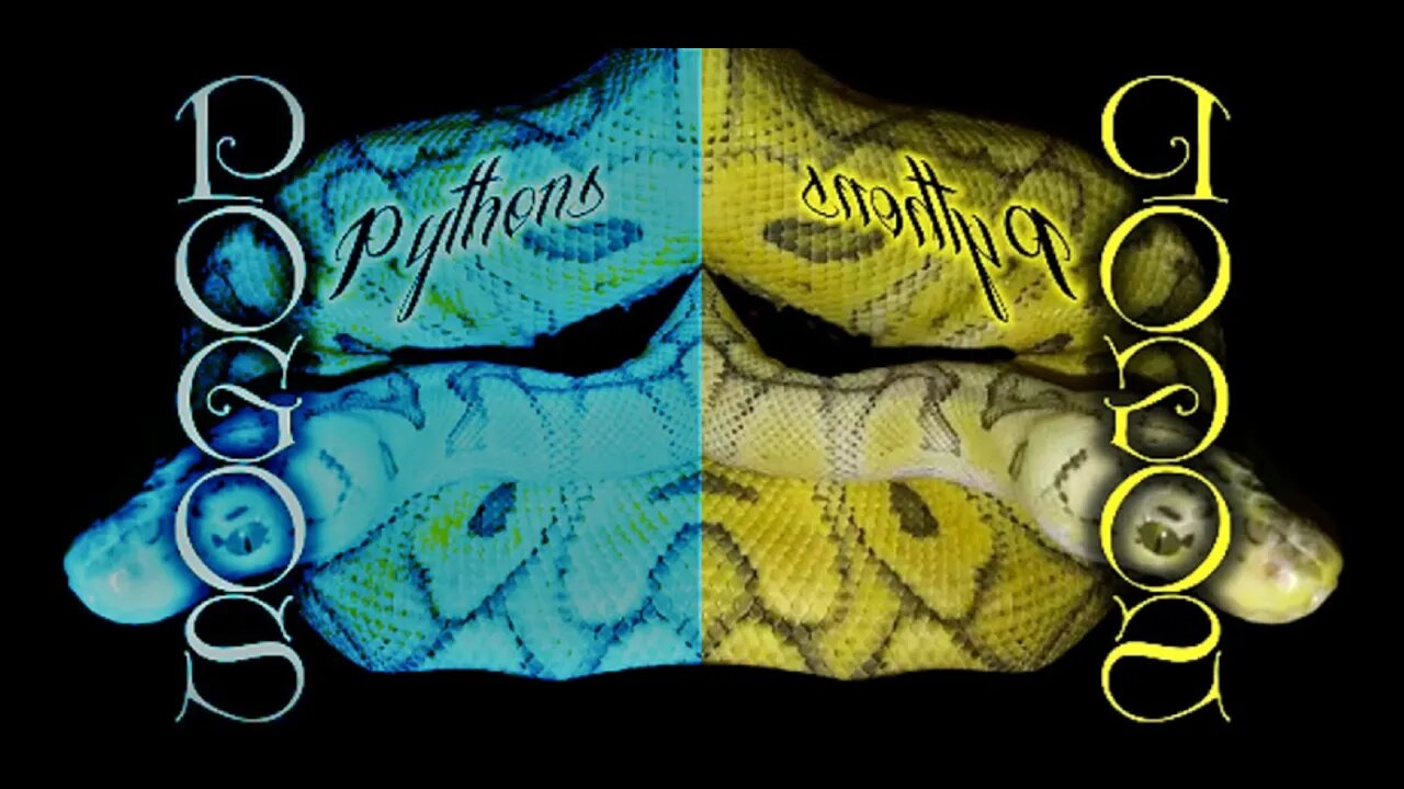 ⚠Warning live feeding⚠ Not playing around #pogospythons #ballpython #livefeeding