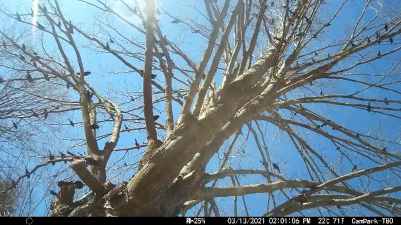 Lots of Grackles in a Tree