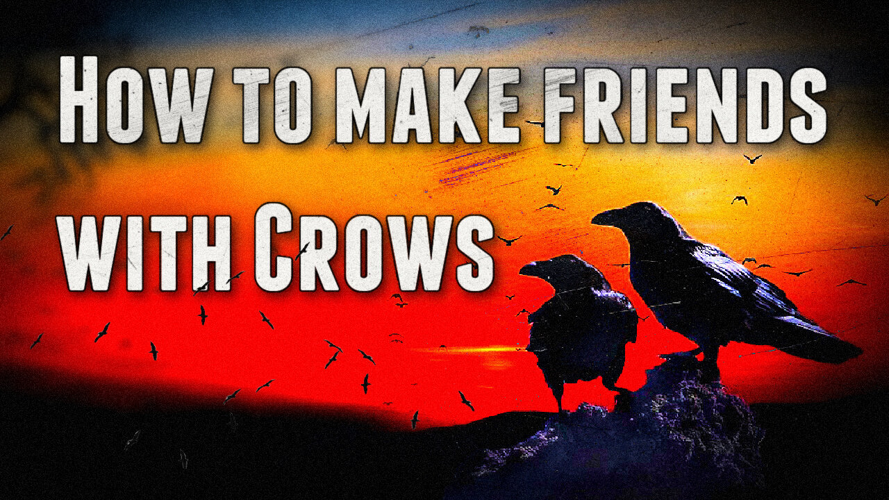 How To Make Friends With Crows