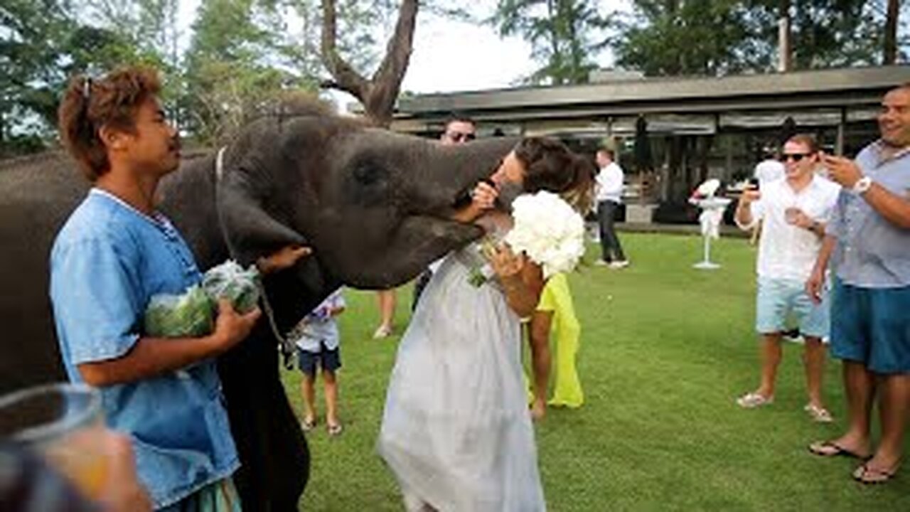 FUNNIEST Elephants 😂 | Best Compilation 2024