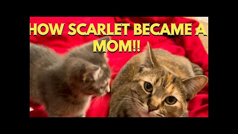 That's how Scarlet became a mother