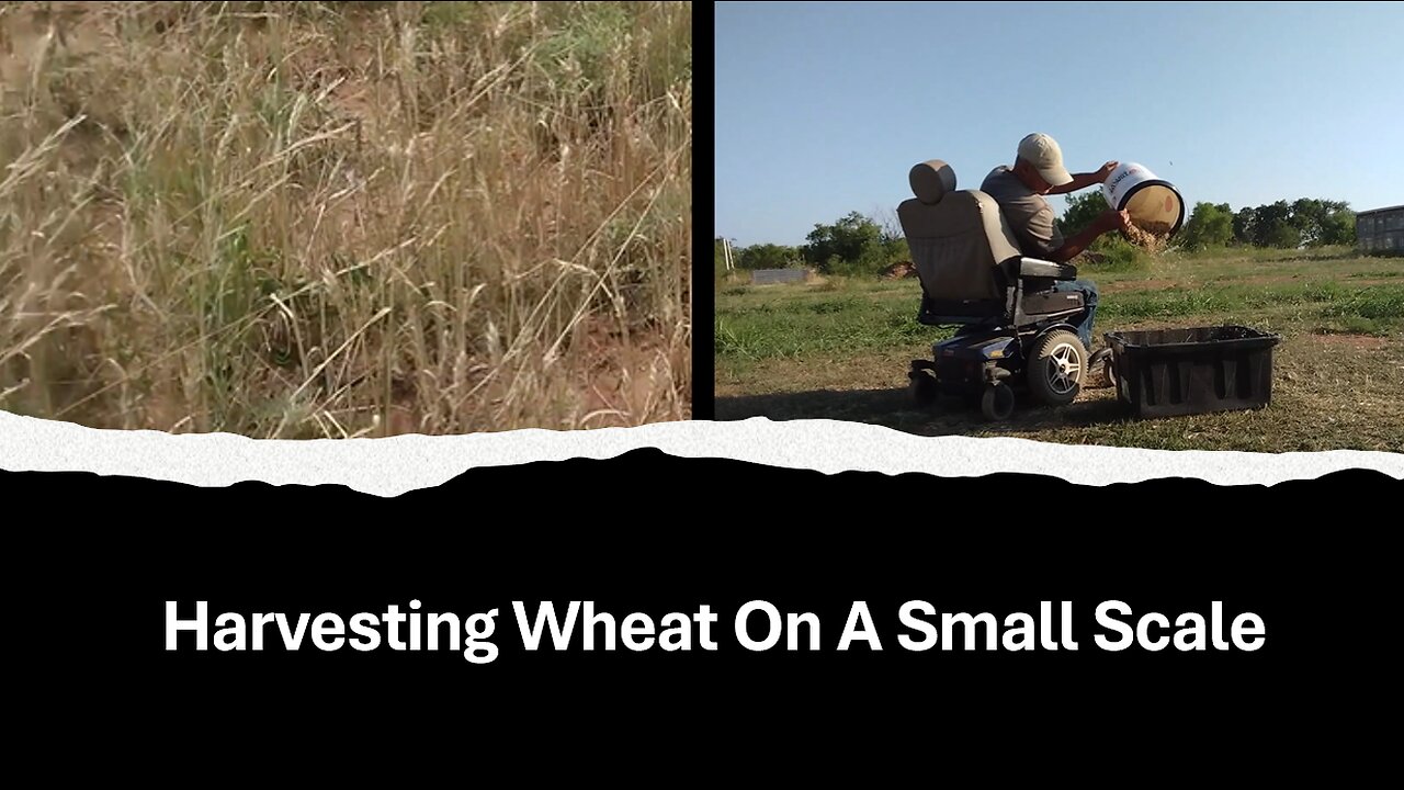 Harvesting Wheat On A Small Scale