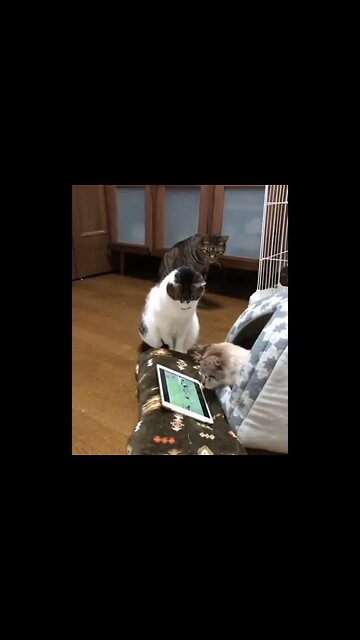 Watch till end nothing happen! #Shorts #ytshorts #UbertainmentFun #Dogs #Animals #Fun