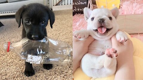 Omg! Cute Puppies Doing Funny Things 😀