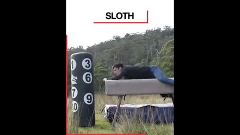 Amazing Talent (#animals #style ) #shorts Viral