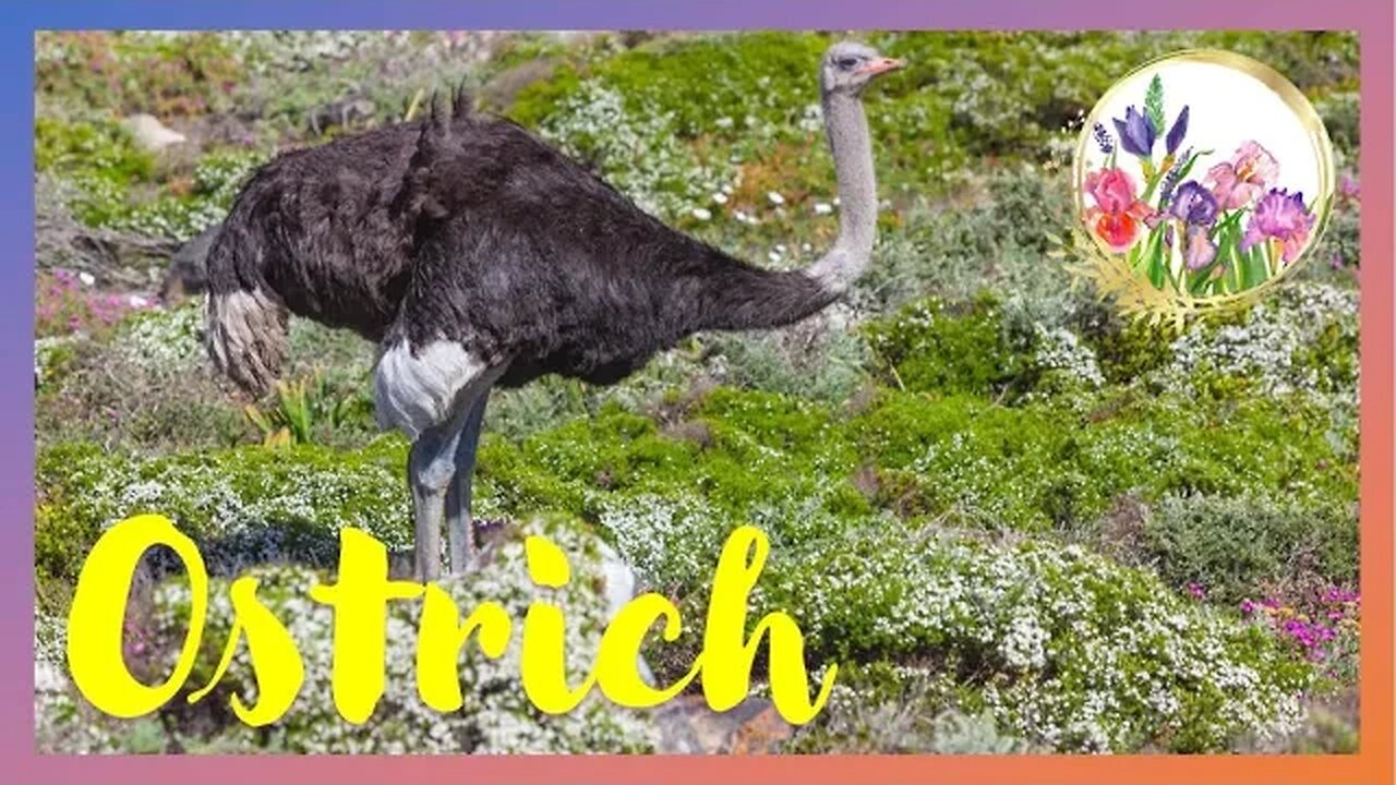 Ostriches are the Largest Birds in the World