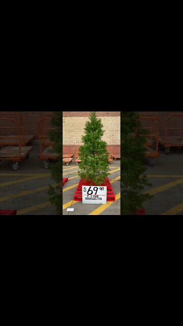 Which Christmas Tree Would You Pick?