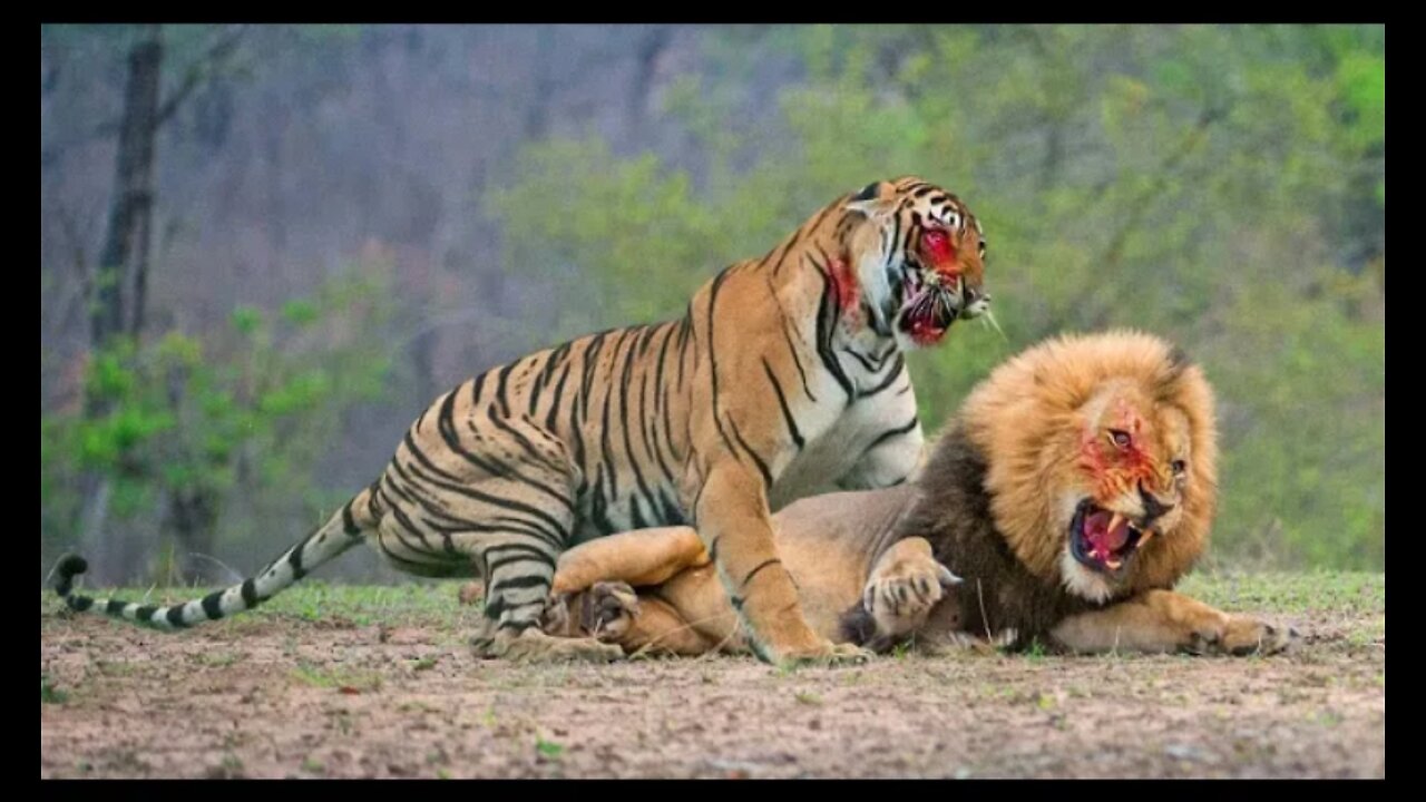 Tiger Vs Lion fight ,Tiger win 😯😯