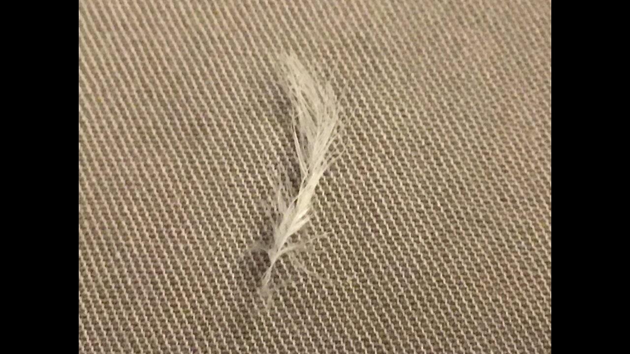 Church of The Millennial Kingdom of Yahweh: "An Angel's Wing"
