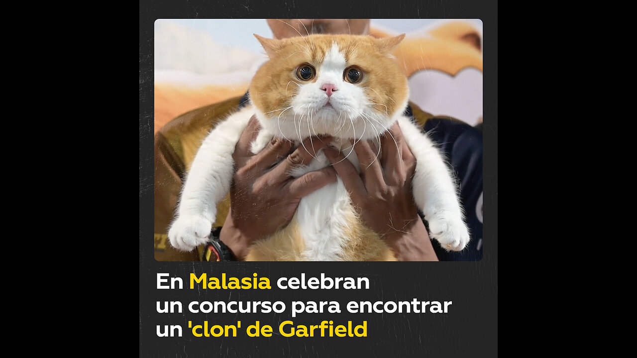 Encuentran un ‘clon’ de Garfield en Malasia