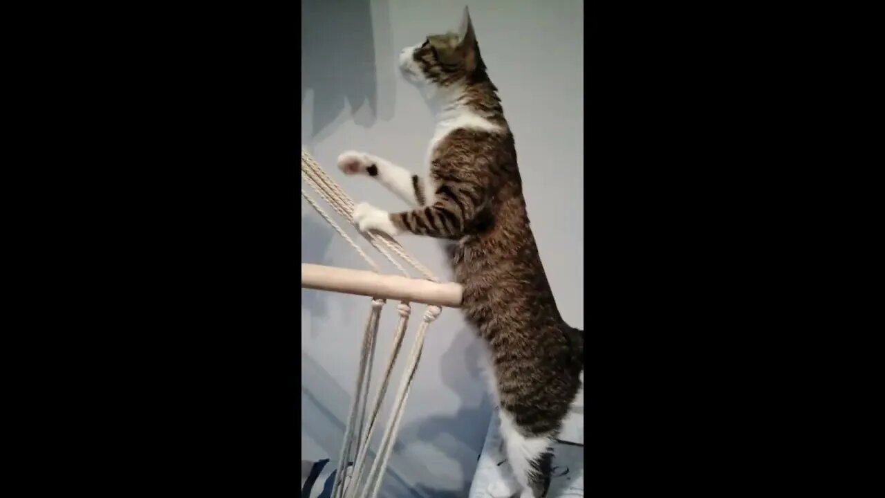 Funny Cat Tries to Climb on a Chair and almost Falls