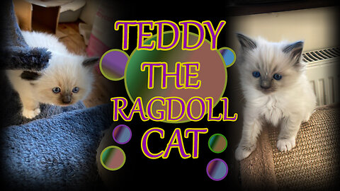 Ragdoll Cats Playing #cats #ragdollcats #playing #cute #adorable