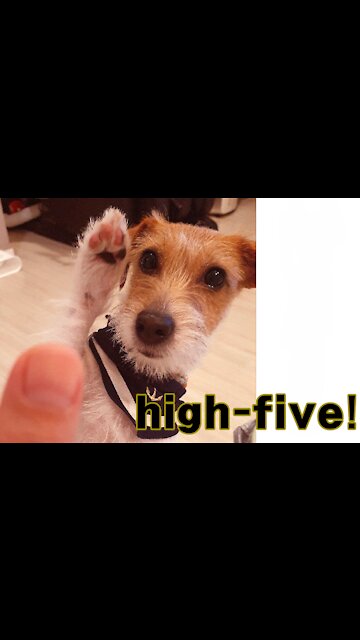 Jack Russell is extremely good at giving high-fives
