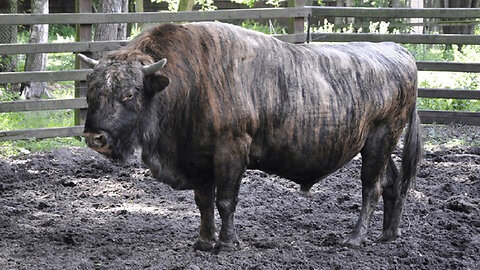 How Bizarre Is A Beefalo?