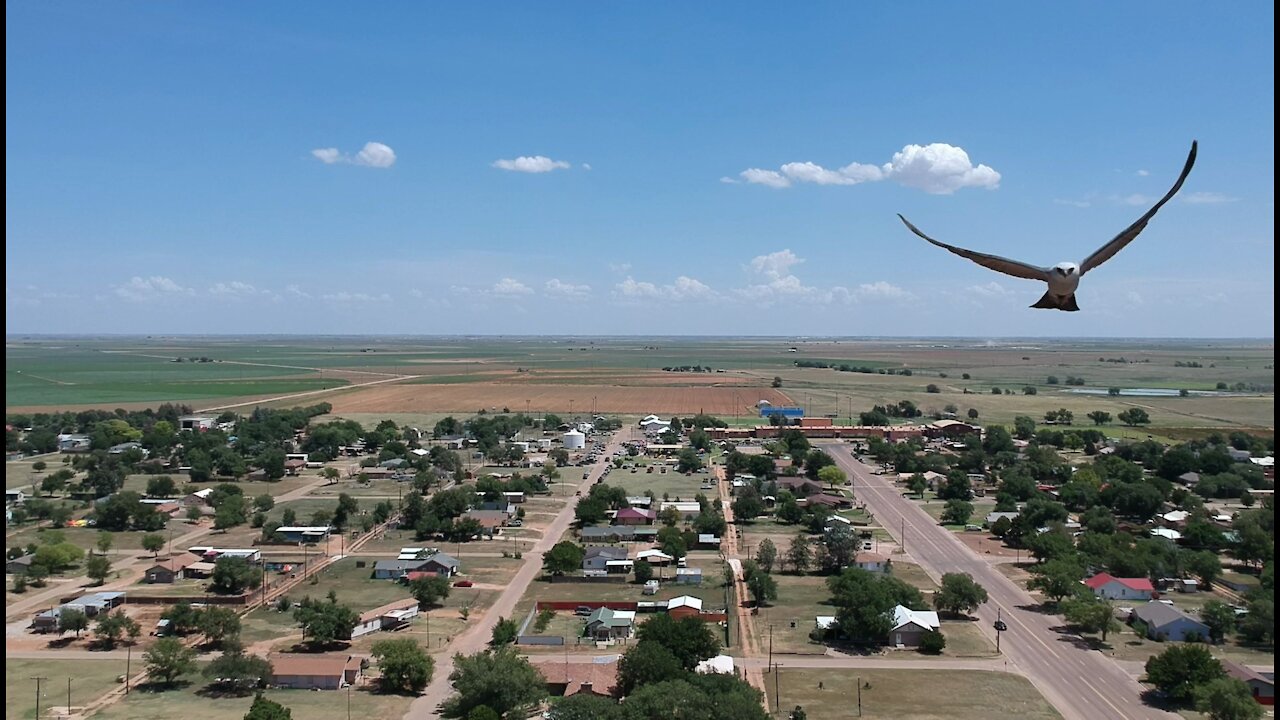 DJI Spark Buzzed by Bird