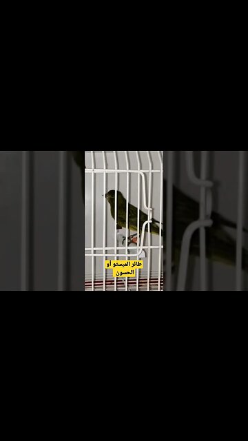 طائر الميستو أو الحسون