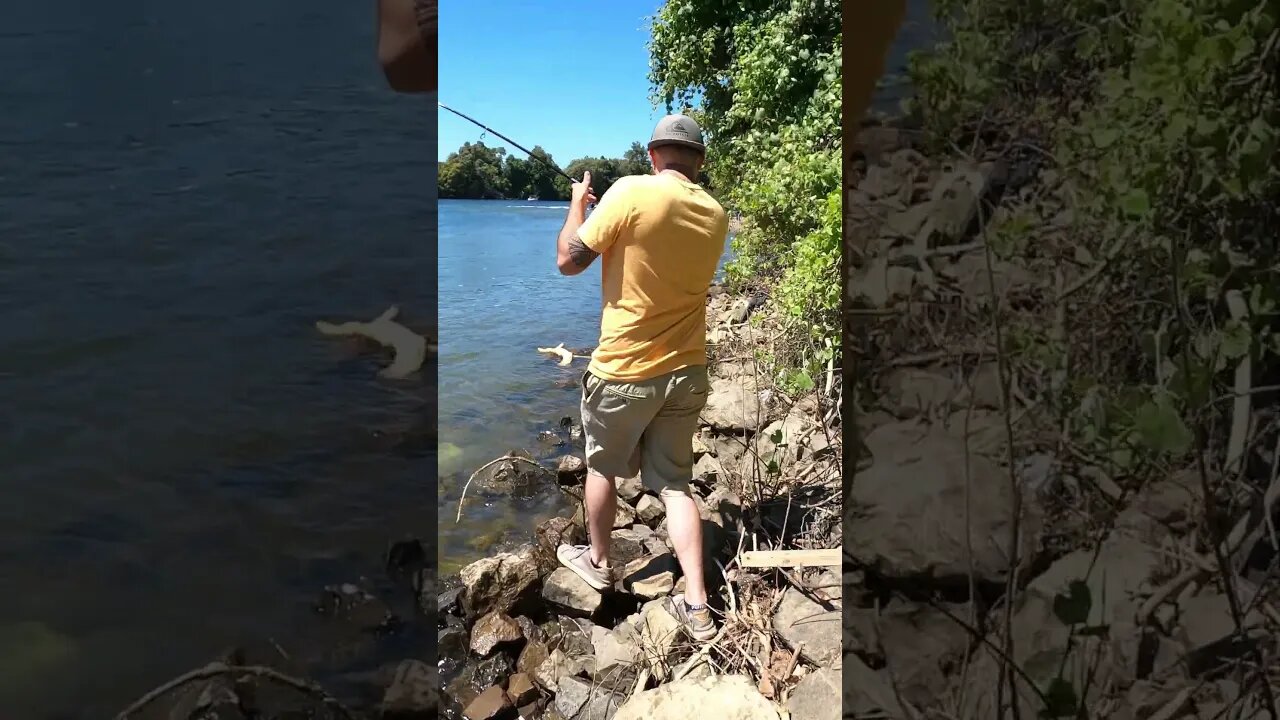 It's a STRIPER! no..No...NoOoOo #stripedbassfishing #riverfishing