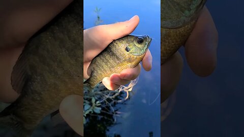 HOTDOG Bluegill? O.o #shorts